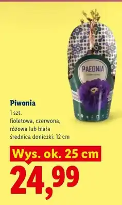 Lidl Piwonia oferta