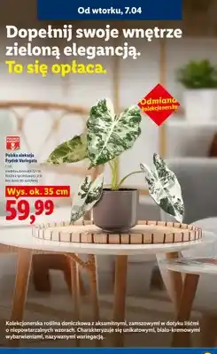 Lidl Polska alokazja Frydek Variegata oferta