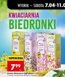 Biedronka Krzew, różne rodzaje oferta