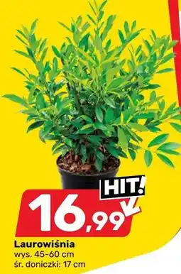 Bricomarche Laurowiśnia oferta