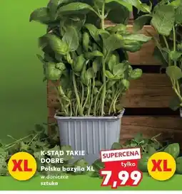 Kaufland Bazylia XL w doniczce oferta