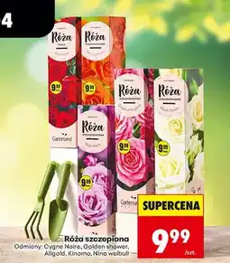 Biedronka Róża szczepiona, różne rodzaje oferta