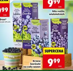 Biedronka Krzew borówki na cały sezon oferta