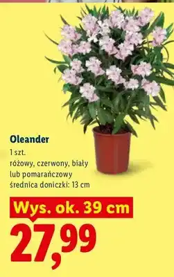 Lidl Oleander oferta
