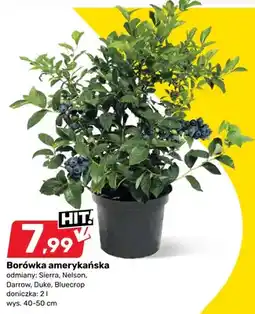 Bricomarche Borówka amerykańska oferta