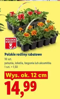 Lidl Polskie rośliny rabatowe petunia, lobelia, begonia lub aksamitka oferta