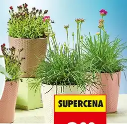 Biedronka Mix roślin wieloletnich oferta