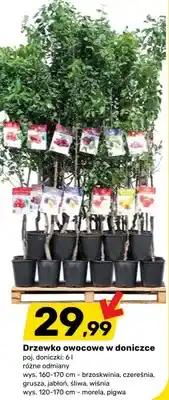 Drzewko owocowe w doniczce