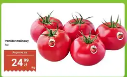 Dino Pomidor malinowy luz oferta