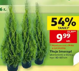 Auchan Thuja Smaragd ukorzeniona w donicy oferta