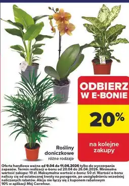 Carrefour Rośliny doniczkowe oferta