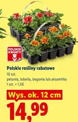Lidl Polskie rośliny rabatowe POLSKIE KWIATY oferta