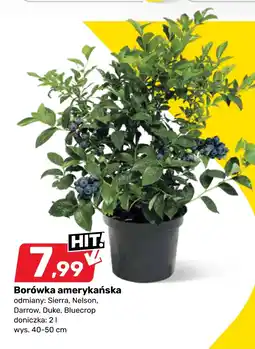 Bricomarche Borówka amerykańska Sierra oferta