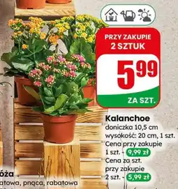 Dino Kalanchoe doniczka 10,5 cm wysokość: 20 cm oferta
