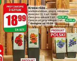 Dino Krzew owocowy różne rodzaje doniczka C2 oferta