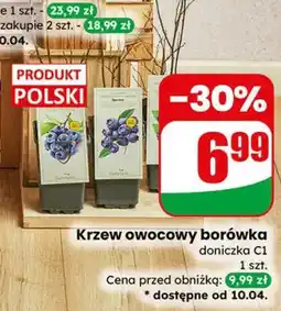 Dino Krzew owocowy borówka doniczka C1 oferta