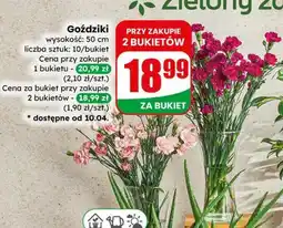 Dino Goździki wysokość: 50 cm liczba sztuk: 10/bukiet oferta