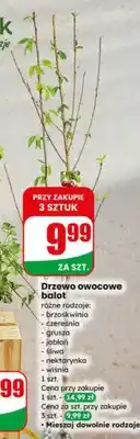 Dino Drzewo owocowe balot różne rodzaje oferta