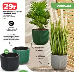 Netto Doniczka mrozoodporna z wkładem Milly oferta