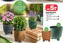 Netto Doniczka Ryfo oferta