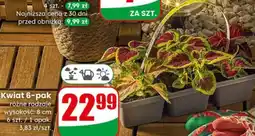 Dino Kwiat 6-pak oferta