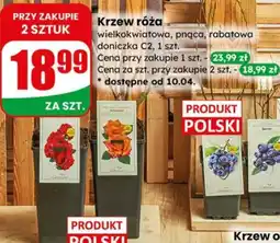 Dino Krzew róża wielkokwiatowa, pnąca, rabatowa doniczka C2 oferta