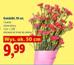 Lidl Goździki 10szt różne kolory oferta