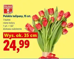 Lidl Tulipany polskie 15szt różne kolory oferta