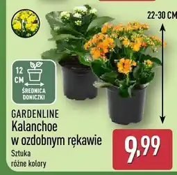 ALDI Kalanchoe w ozdobnym rękawie oferta