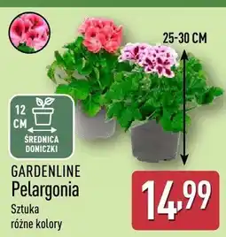 ALDI Pelargonia oferta