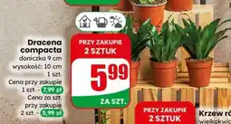 Dino Dracena compacta oferta