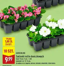 ALDI Gardenline Sadzonki roślin doniczkowych oferta