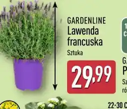 ALDI Gardenline Lawenda francuska oferta