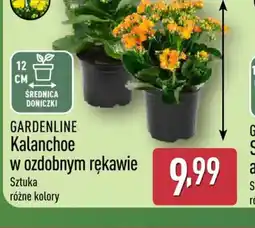 ALDI Gardenline Kalanchoe oferta