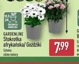ALDI GARDENLINE Stokrotka afrykańska/ Goździki oferta