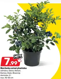 Bricomarche Borówka amerykańska odmiany: Sierra, Nelson, Darrow, Duke, Bluecrop oferta