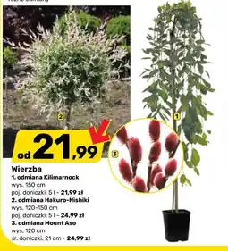 Bricomarche Wierzba oferta