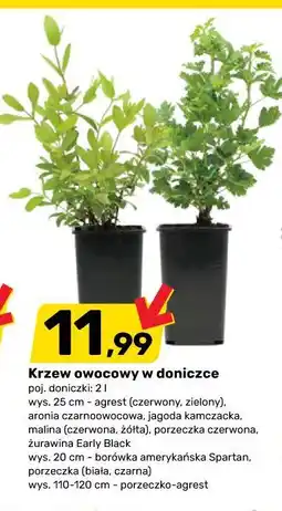 Bricomarche Krzew owocowy w doniczce oferta