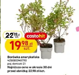 Castorama Borówka amerykańska oferta