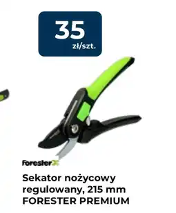 Mrówka Sekator nożycowy Forester oferta