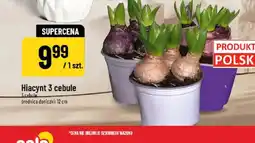 Polomarket Hiacynt 3 cebule oferta