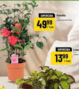 Polomarket Kamelia oferta