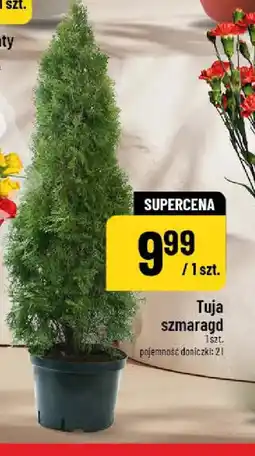 Polomarket Tuja szmaragd oferta