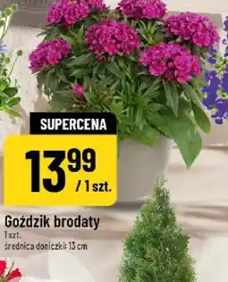 Polomarket Goździk brodaty oferta