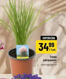 Polomarket Trawa pampasowa oferta