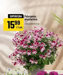 Polomarket Pelargonia angelaroma oferta