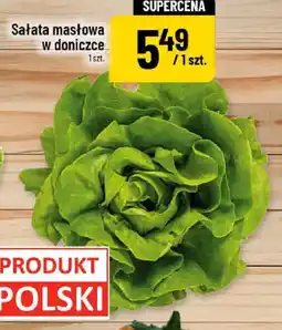 Polomarket Sałata masłowa w doniczce oferta