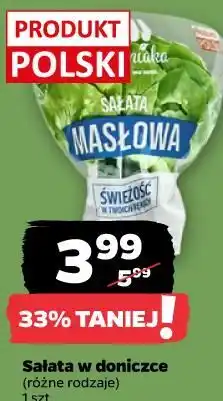 Netto Sałata w doniczce oferta