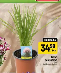 Polomarket Trawa pampasowa 1 szt. średnica doniczki: 18 cm oferta