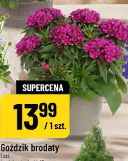 Polomarket Goździk brodaty 1 szt. średnica doniczki: 13 cm oferta